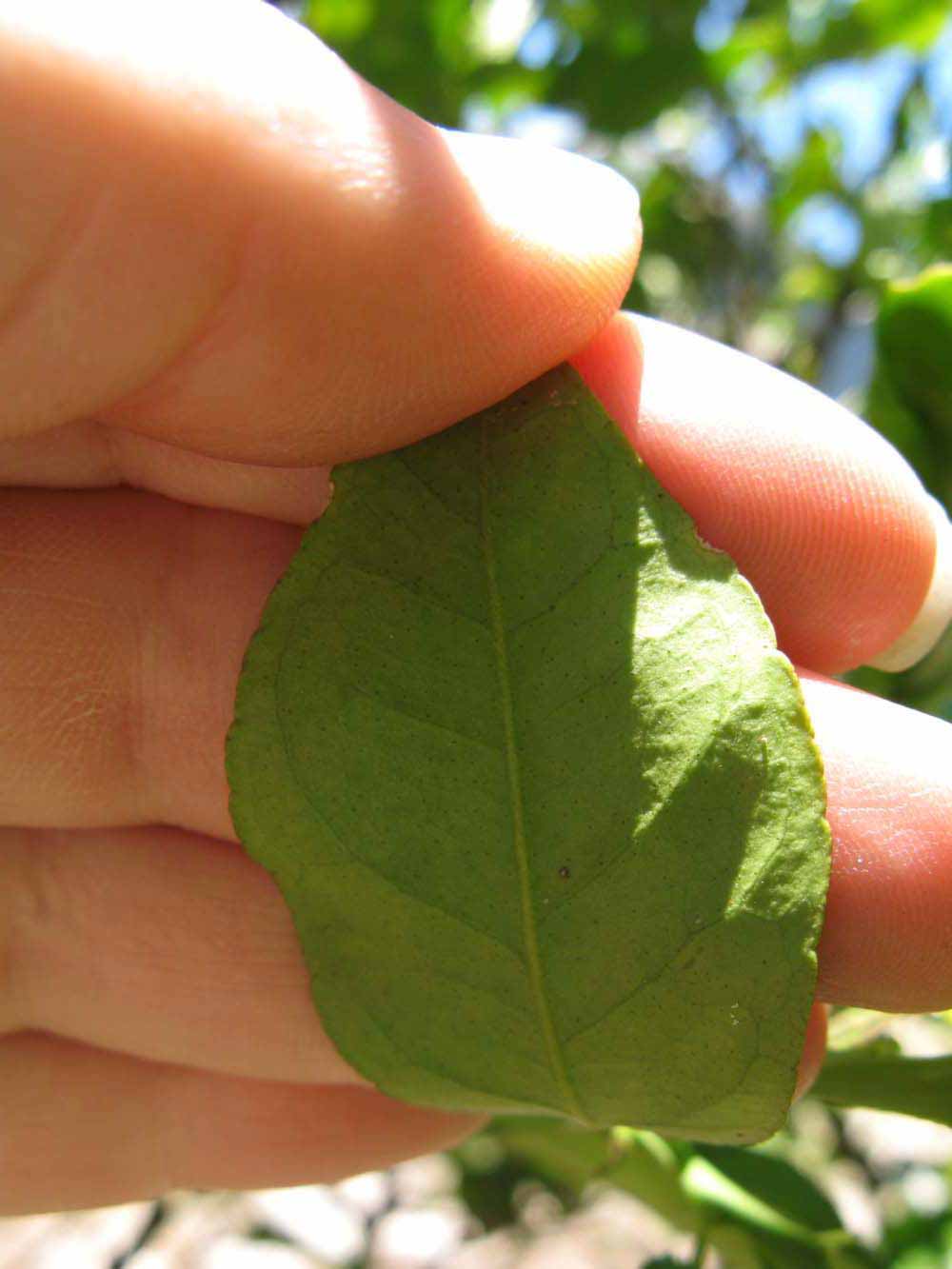              Margin (Winter Haven, FL)       